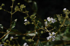 Spermadictyon suaveolens